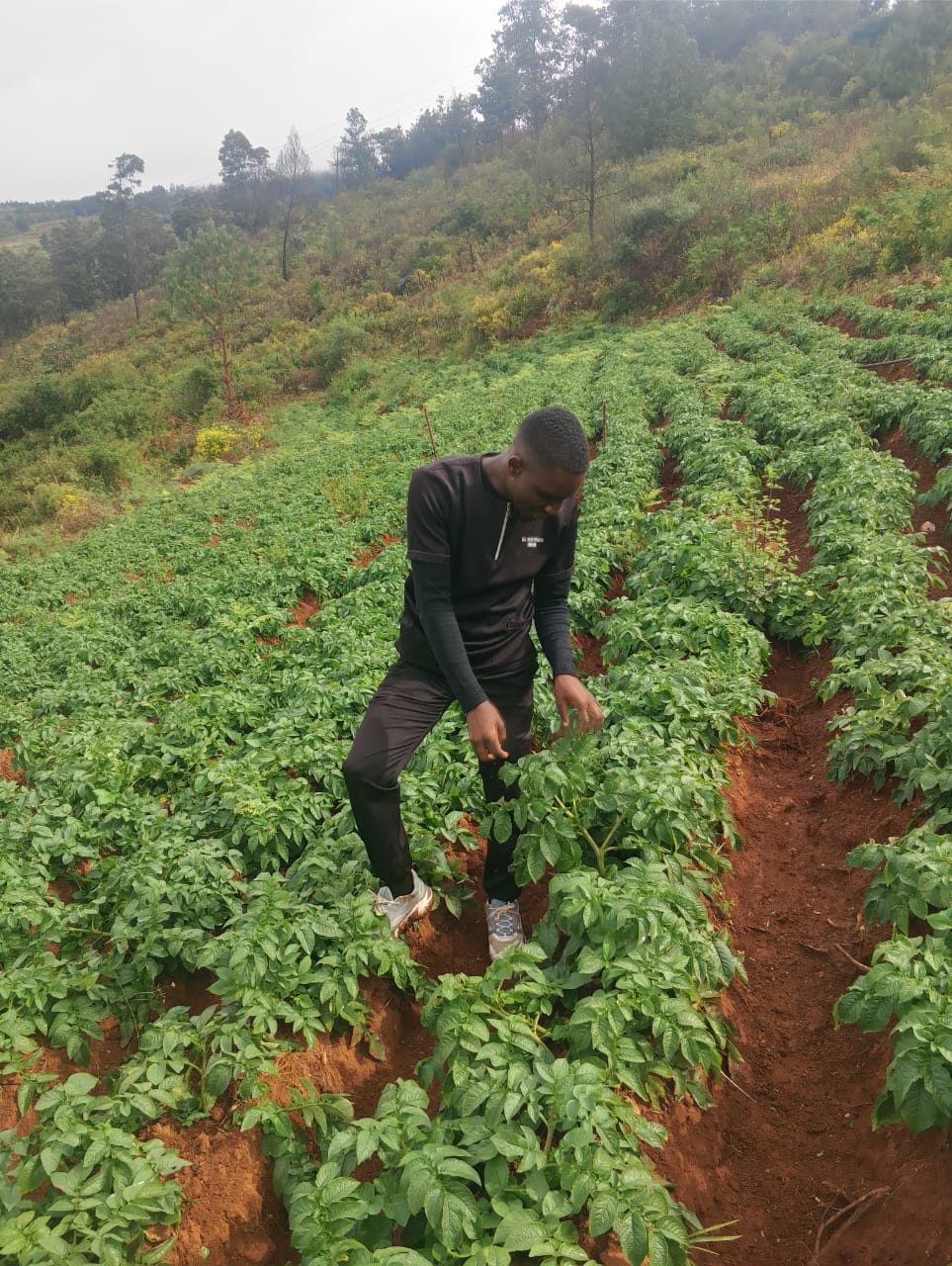 Potato farm